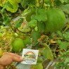 Cucumber Melon Seeds - Carosello Barattiere | Seeds Shop Store
