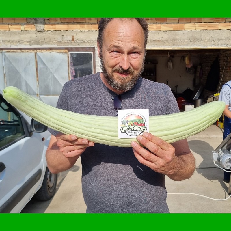 Armenian Yard Long Cucumber Seeds | Seeds Shop Store