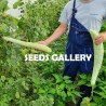 Armenian Yard Long Cucumber Seeds | Seeds Shop Store