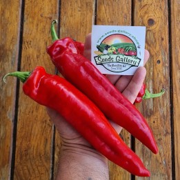 Semi di peperoni dolci Florinis Grecia tradizionale - 2.5