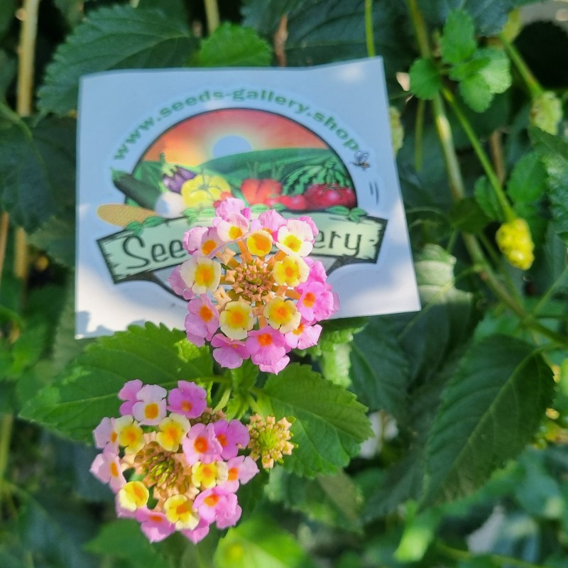 Spanish flag seeds (Lantana camara) | Seeds Shop Store