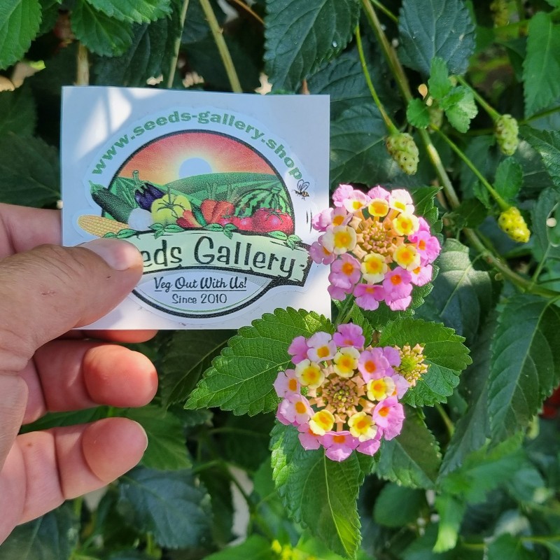 Spanish flag seeds (Lantana camara) | Seeds Shop Store