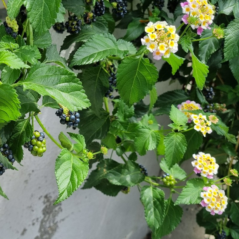 Spanish flag seeds (Lantana camara) | Seeds Shop Store