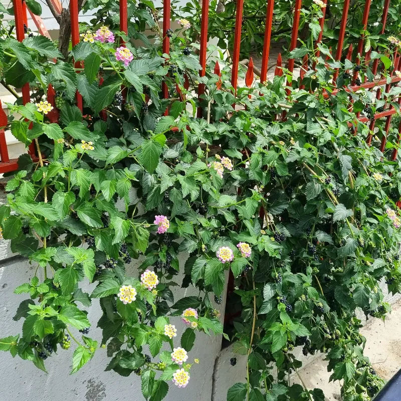 Spanish flag seeds (Lantana camara) | Seeds Shop Store