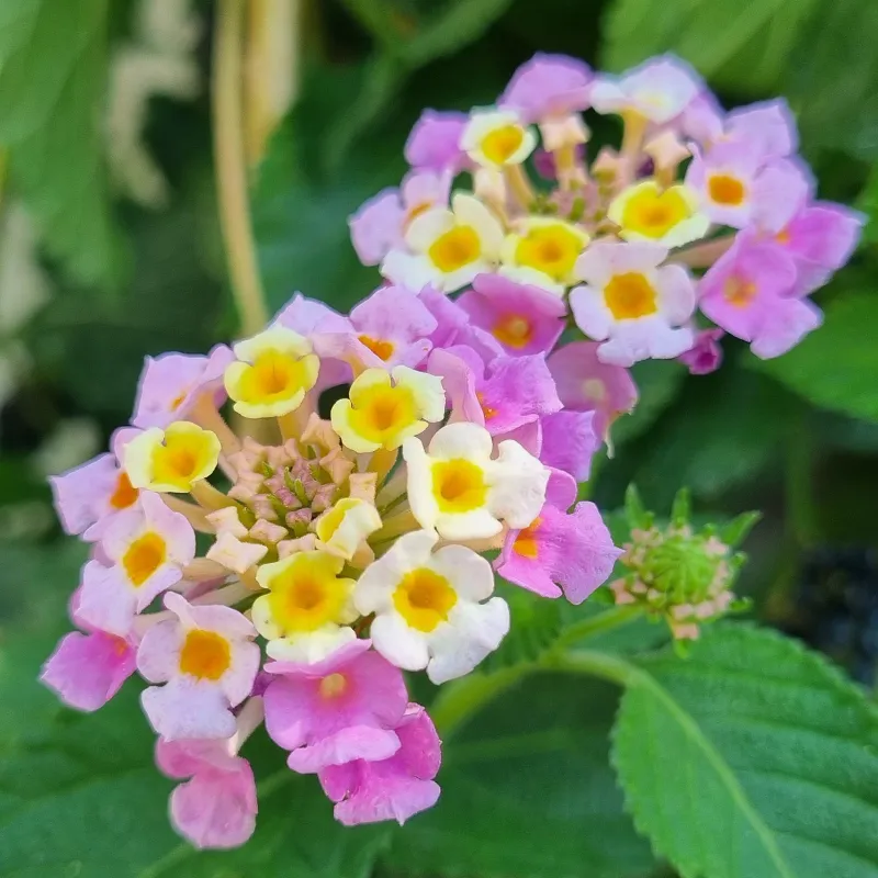 Spanish flag seeds (Lantana camara) | Seeds Shop Store