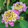 Spanish flag seeds (Lantana camara) | Seeds Shop Store