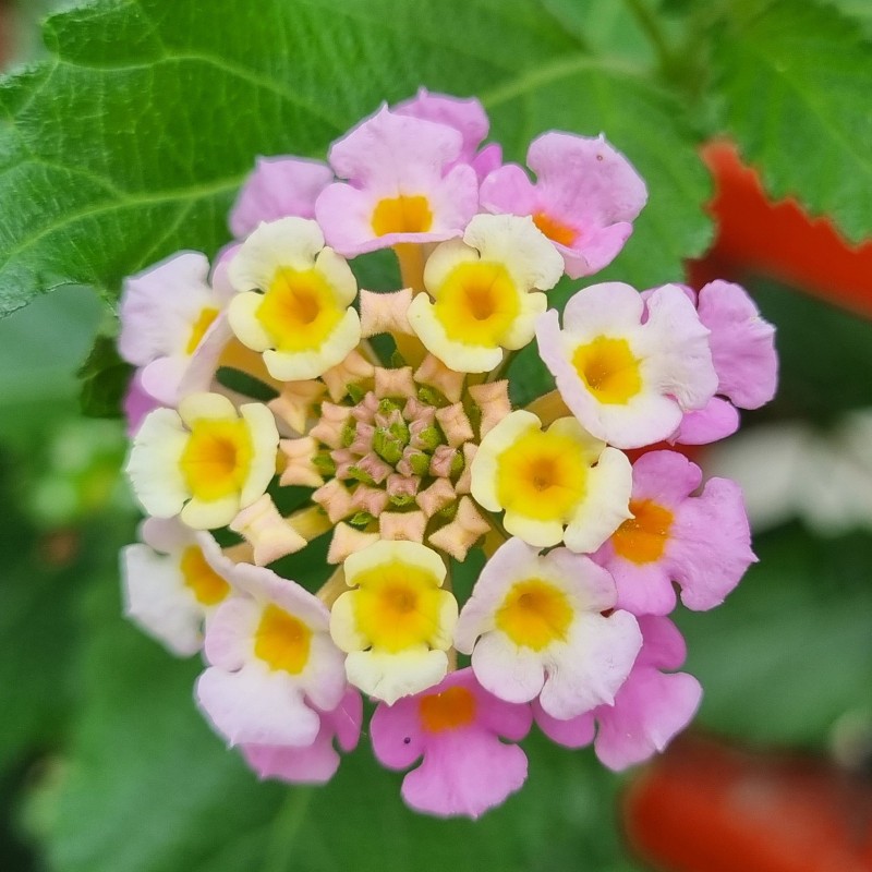 Spanish flag seeds (Lantana camara) | Seeds Shop Store