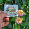 Spanish flag seeds (Lantana camara) | Seeds Shop Store