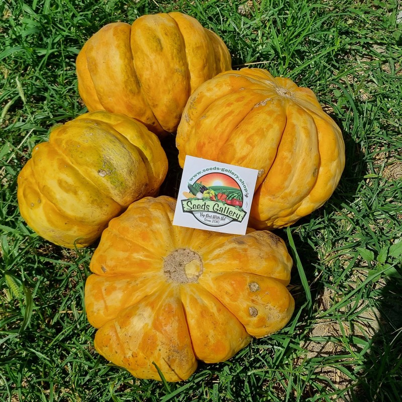 Sementes de melão Prescott Fond Blanc | Seeds Shop Store