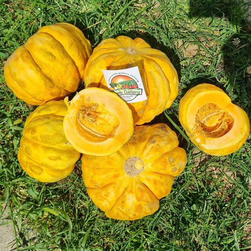 Sementes de melão Prescott Fond Blanc | Seeds Shop Store