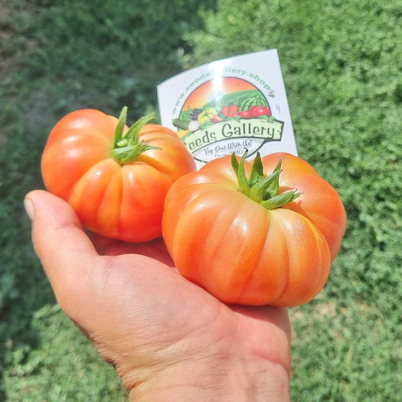 Autentiska Muchamiel-tomatfrön | Seeds Shop Store