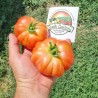 Autentiska Muchamiel-tomatfrön | Seeds Shop Store