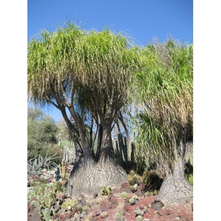 Sementes de palmeira pata-de-elefante (Beaucarnea recurvata) | Seeds Shop Store