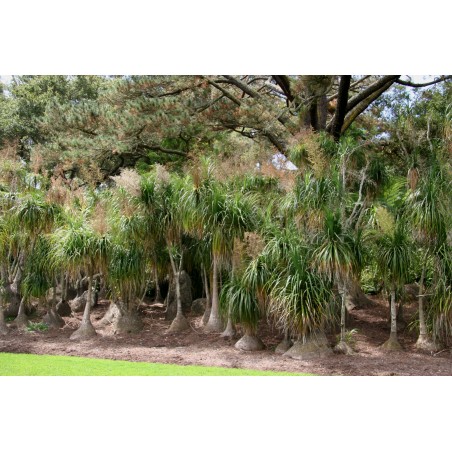 Sementes de palmeira pata-de-elefante (Beaucarnea recurvata) | Seeds Shop Store