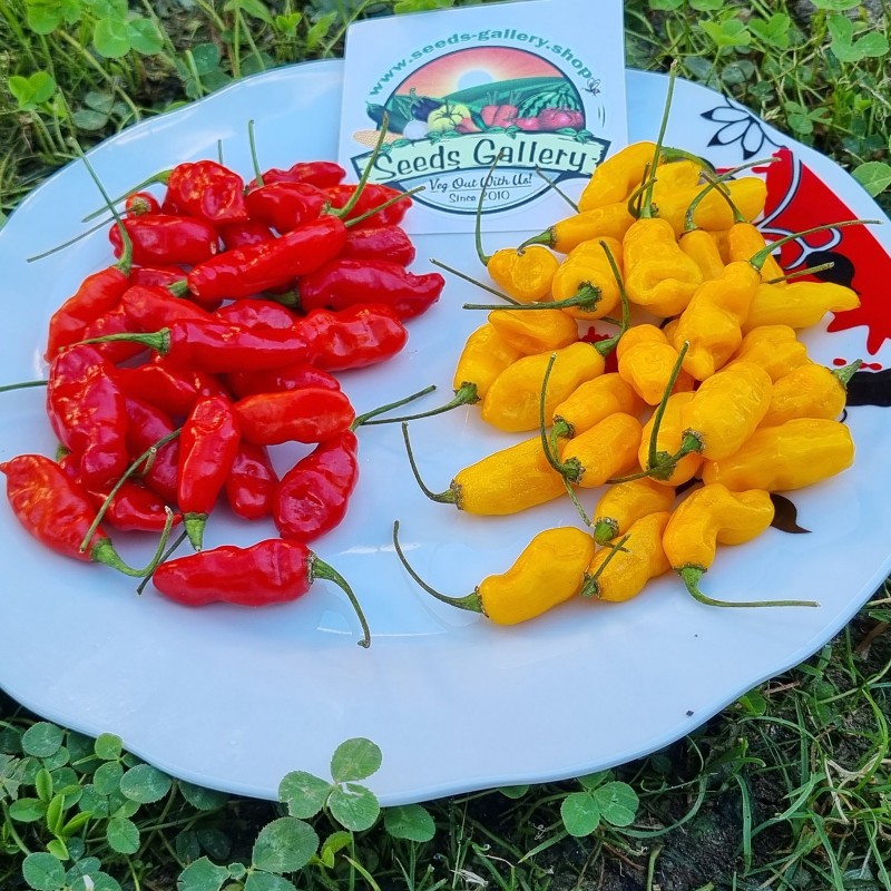 Semillas de pimiento - ají Dragon Fire | Seeds Shop Store