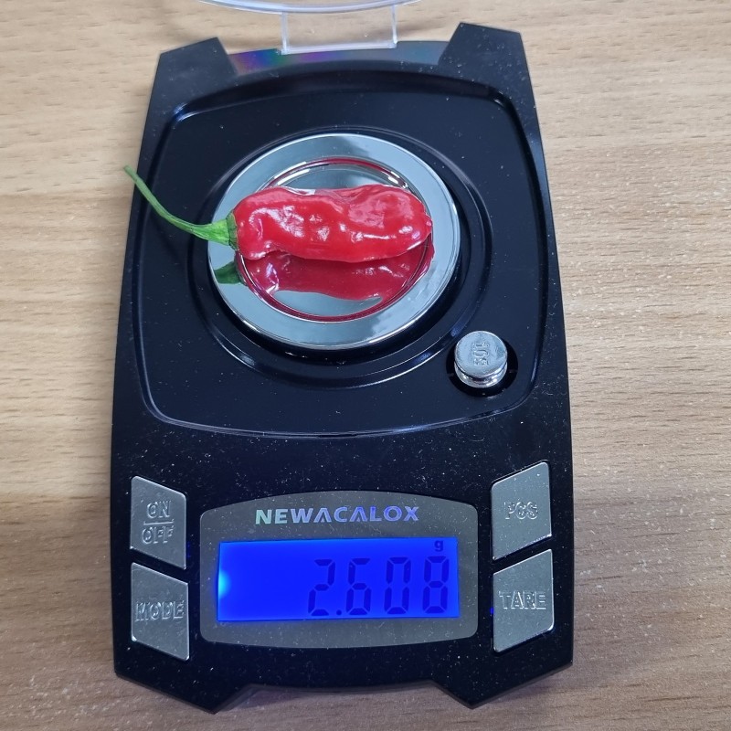 Semena chilli papričky dračího ohně | Seeds Shop Store