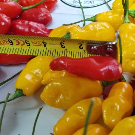 Semillas de pimiento - ají Dragon Fire | Seeds Shop Store