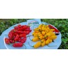 Semillas de pimiento - ají Dragon Fire | Seeds Shop Store