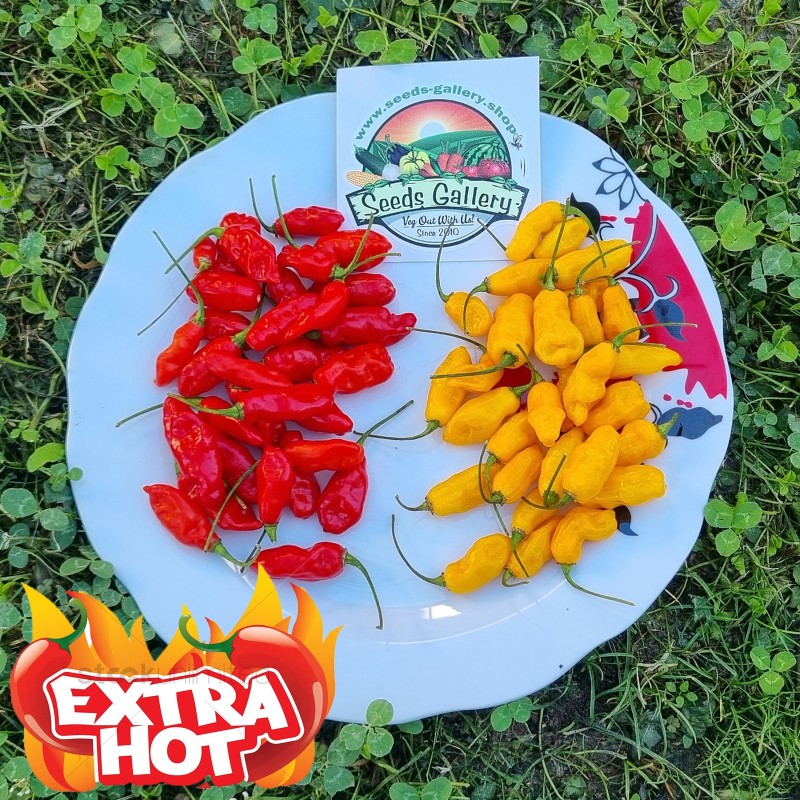 Graines de piment Dragon Feu | Seeds Shop Store
