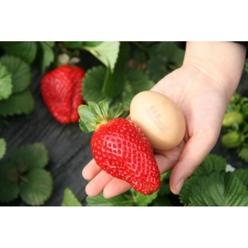 Giant strawberry seeds | Seeds Shop Store