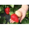 Giant strawberry seeds | Seeds Shop Store
