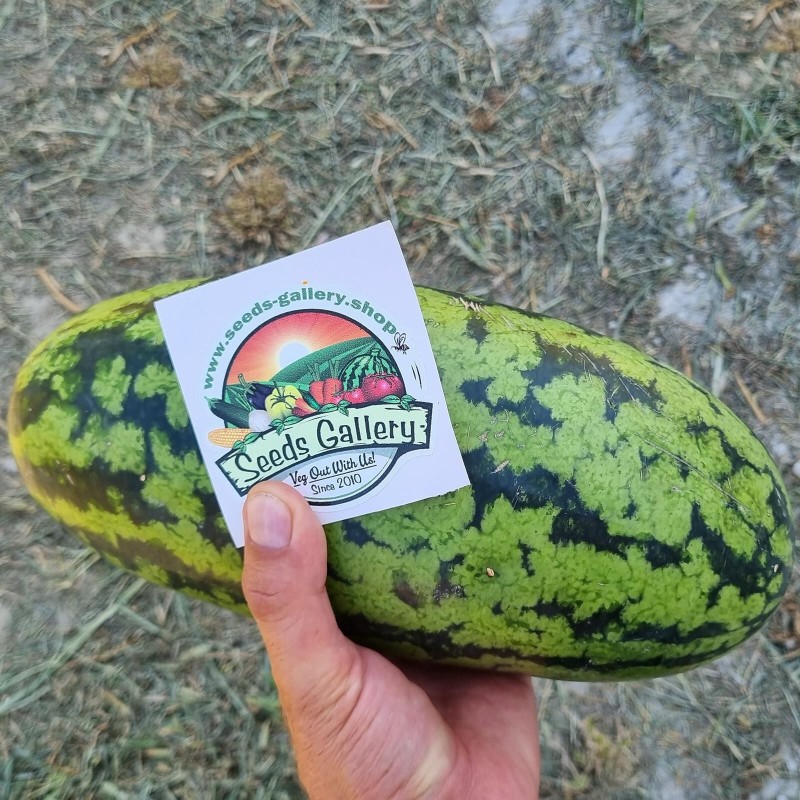 Watermelon seeds Yellow Banana | Seeds Shop Store