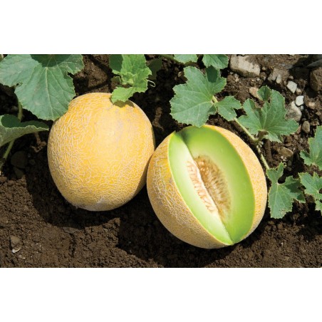 Ananas - Melone Samen | Seeds Shop Store