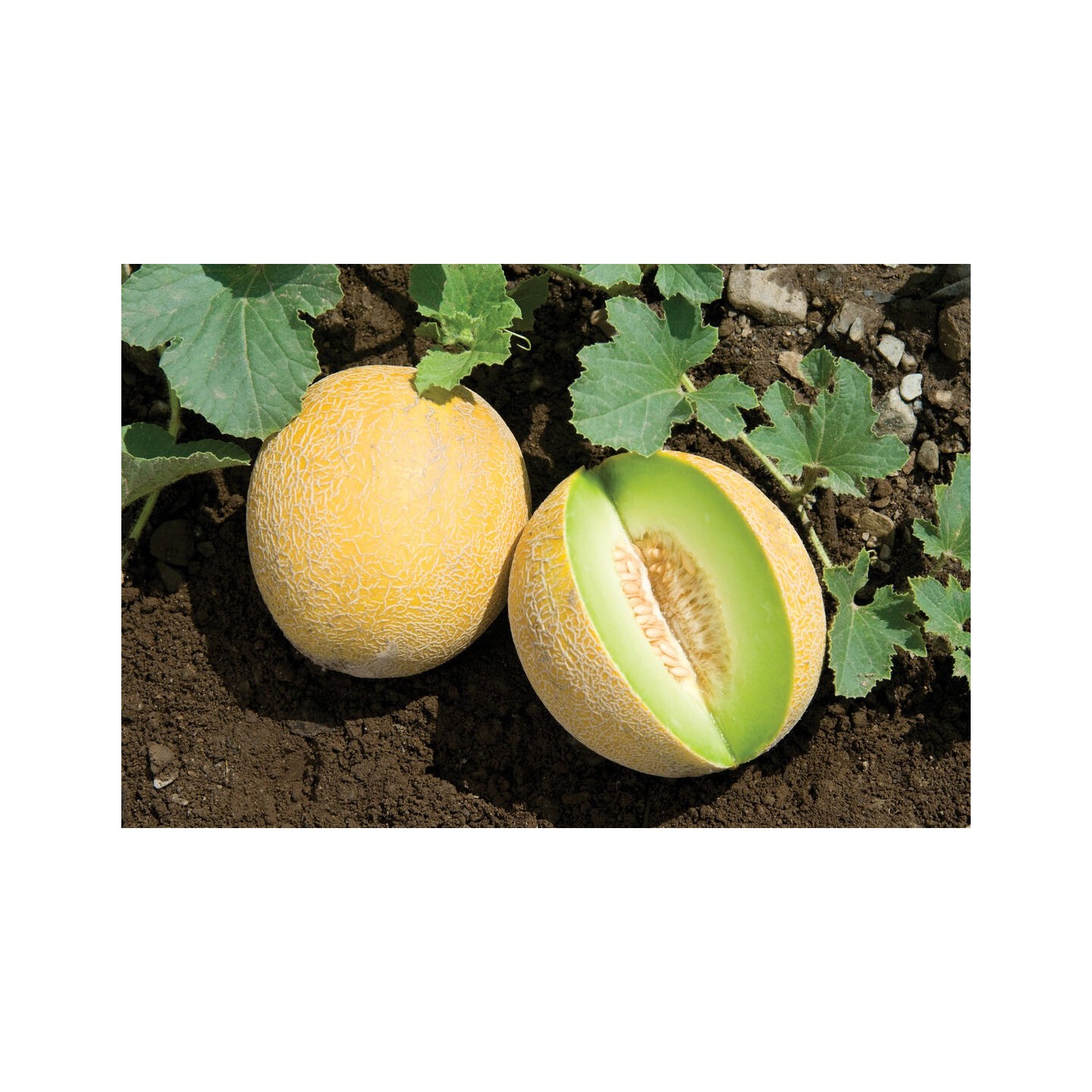 Ananas (Pineapple) Melon Seeds | Heirloom, organic & exotic seeds