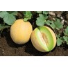 Ananas - Melone Samen | Seeds Shop Store