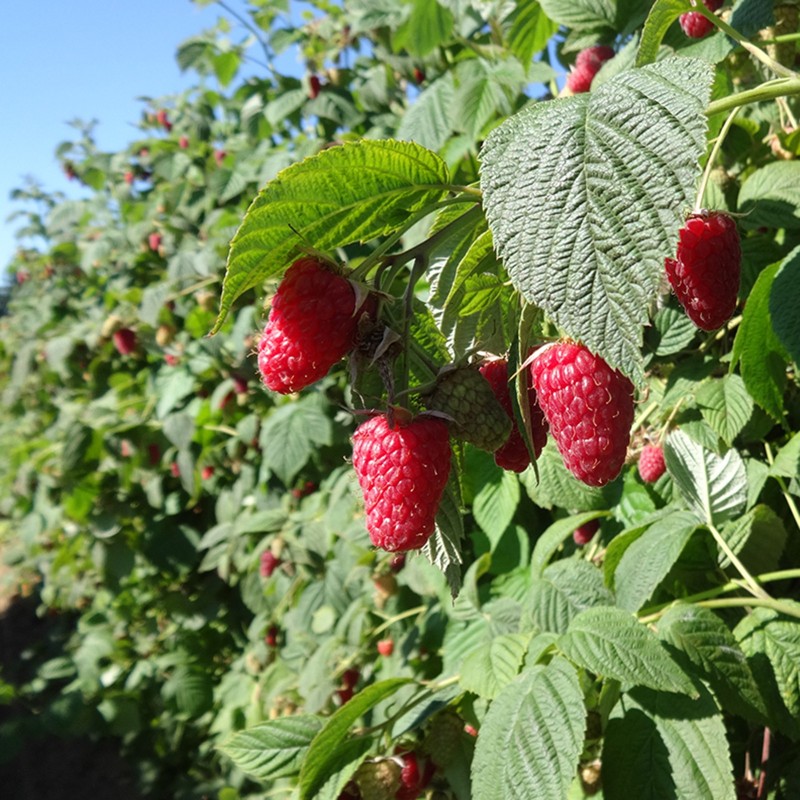 Malina Seme - Lekovita Biljka (Rubus idaeus) | Seeds Shop Store