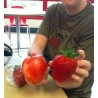 Giant strawberry seeds | Seeds Shop Store