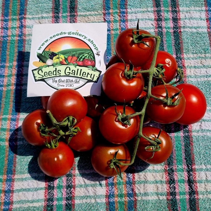 Sementes de tomate Campari | Seeds Shop Store