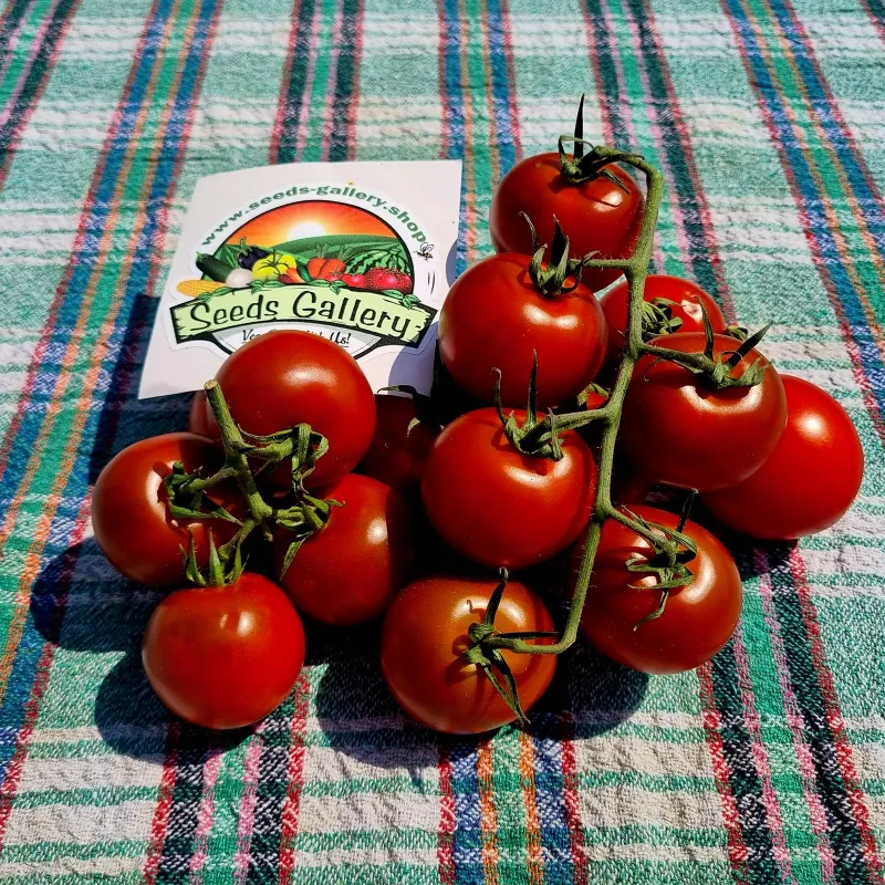 Campari tomato seeds | Seeds Shop Store