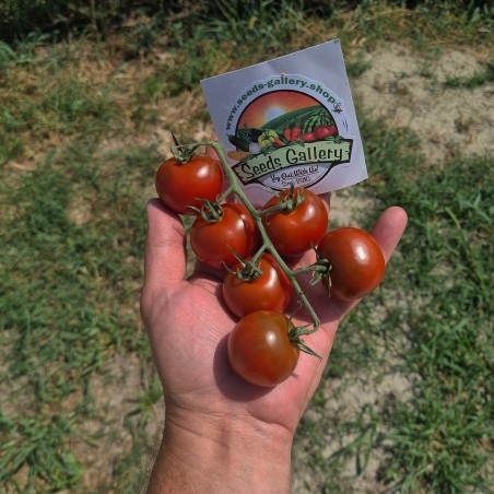 Sementes de tomate Campari | Seeds Shop Store