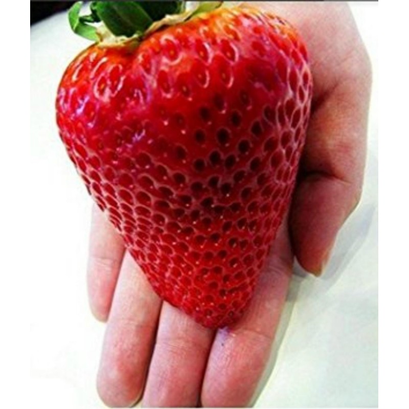 Giant strawberry seeds | Seeds Shop Store