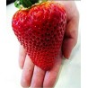 Giant strawberry seeds | Seeds Shop Store