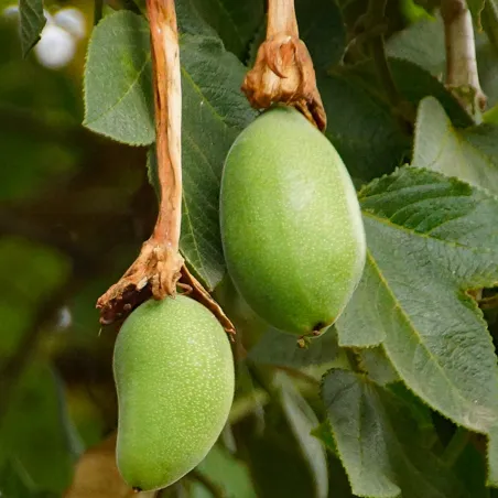 Tumbo Seeds (Passiflora mixta) | Seeds Shop Store