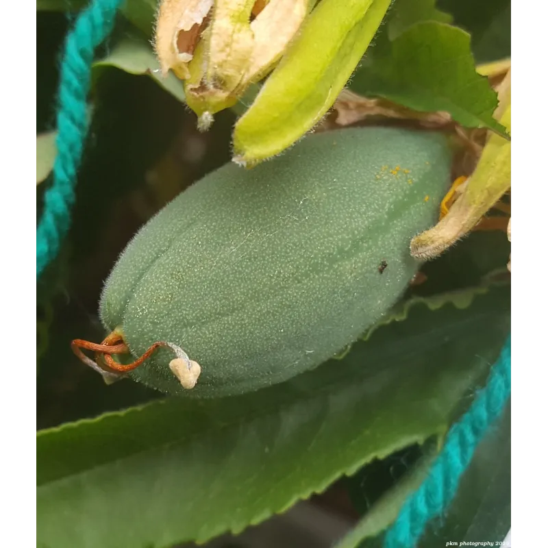 Tumbo Seeds (Passiflora mixta) | Seeds Shop Store