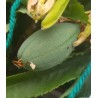 Tumbo Seeds (Passiflora mixta) | Seeds Shop Store