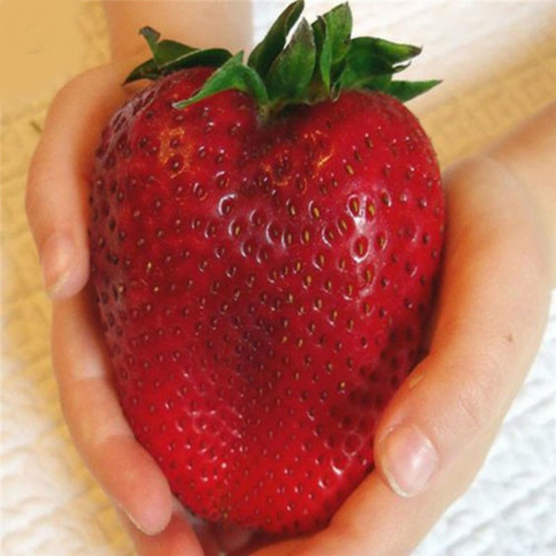 Giant strawberry seeds | Seeds Shop Store