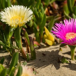 Essbare Mittagsblume Samen (Carpobrotus edulis) - 1.665