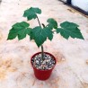 Physic nut, Barbados nut Seeds (Jatropha curcas) | Seeds Shop Store