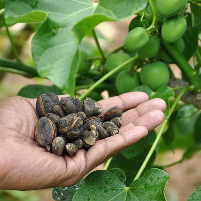 Physic nut, Barbados nut Seeds (Jatropha curcas) | Seeds Shop Store