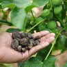Physic nut, Barbados nut Seeds (Jatropha curcas) | Seeds Shop Store