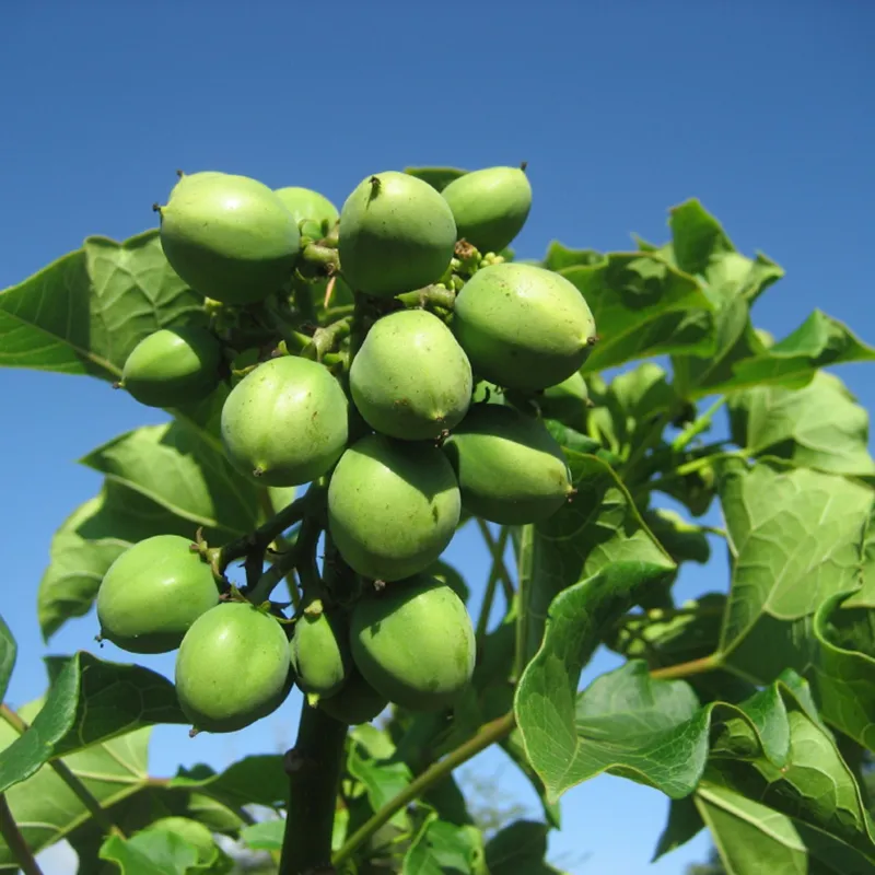 Physic nut, Barbados nut Seeds (Jatropha curcas) | Seeds Shop Store