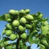 Physic nut, Barbados nut Seeds (Jatropha curcas) | Seeds Shop Store