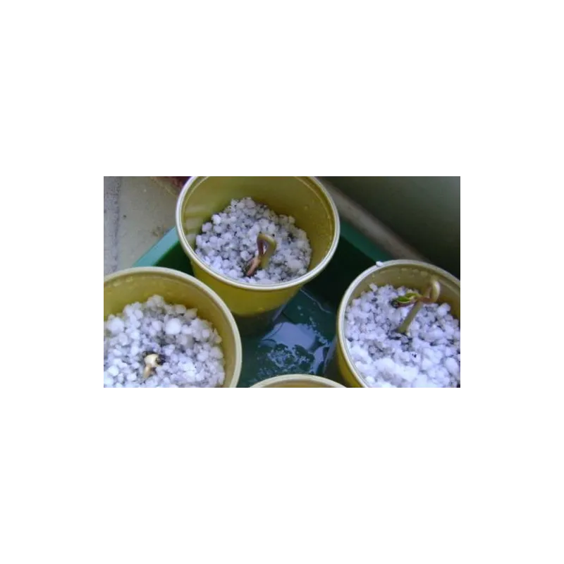 Physic nut, Barbados nut Seeds (Jatropha curcas) | Seeds Shop Store