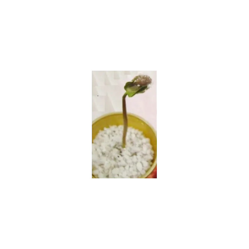 Physic nut, Barbados nut Seeds (Jatropha curcas) | Seeds Shop Store