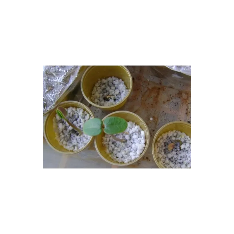 Physic nut, Barbados nut Seeds (Jatropha curcas) | Seeds Shop Store