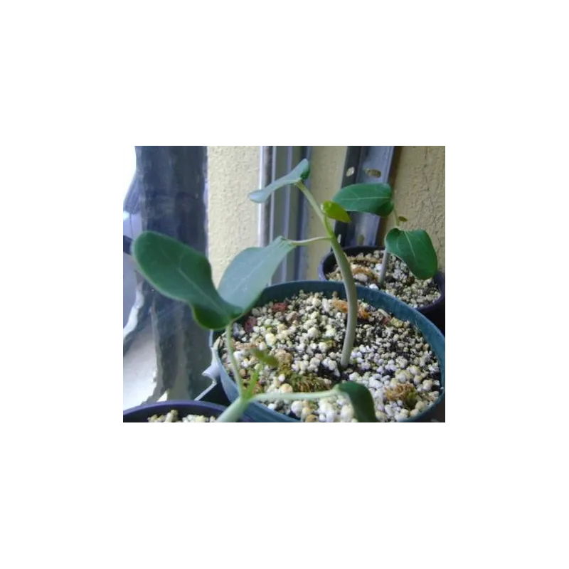 Physic nut, Barbados nut Seeds (Jatropha curcas) | Seeds Shop Store